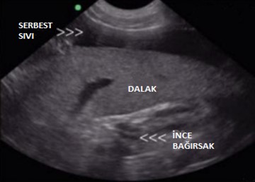 Kedi Ve Köpeklerde Ultrason