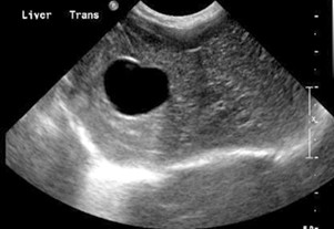 Kedi Ve Köpeklerde Ultrason