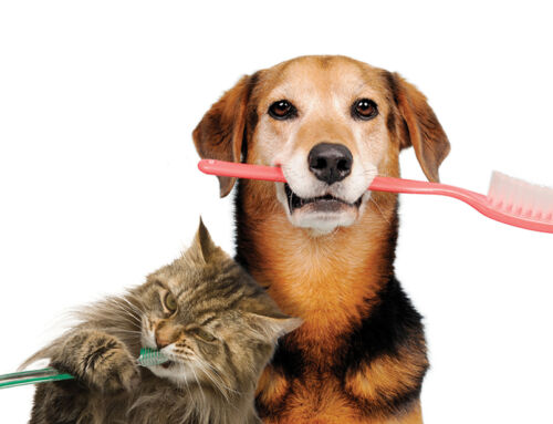 Kedi Ve Köpeklerde Ağız Ve Diş Sağlığı Bakımı