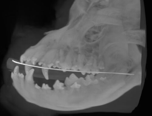 Kedi ve Köpekler için Diş Röntgeni: Ağız Sağlığını Korumanın Önemi