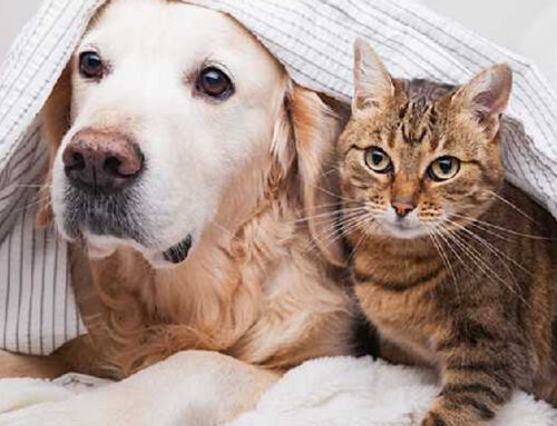 Kedi ve Köpeklerde Kusma Nedenleri ve Ne Zaman Tehlikelidir?
