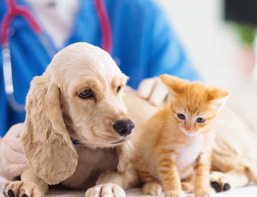 Kedi ve Köpeklerde Aşı Takvimi (2025 Güncel Rehber)